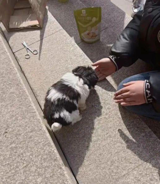 辉煌国际 男友喝醉在网上买了只边牧，等狗子来了以后……哈哈哈！