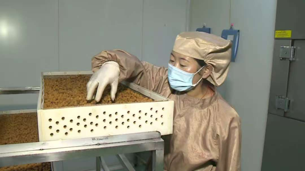 翼牛网 二十三年坚守，只为制好每一粒藏药——记全国人大代表、全国劳动模范、西藏甘露藏药股份有限公司车间主任次仁措姆